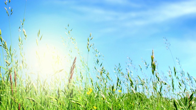 长长的草，毛茛，阳光和天空。视频素材