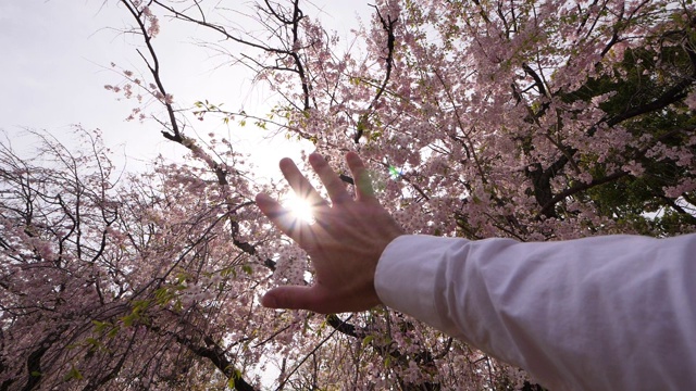 游客惊叹于樱花盛开的时节，手握大树冠视频下载