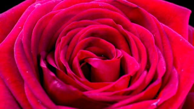 美丽的红粉色玫瑰背景。盛开的玫瑰花开了，时光流逝，特写。婚礼背景，情人节的概念。4 k、视频间隔拍摄视频下载