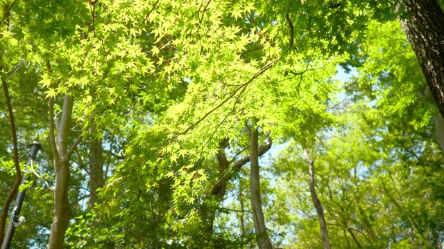 新鲜的绿枫叶在森林里飘扬视频下载