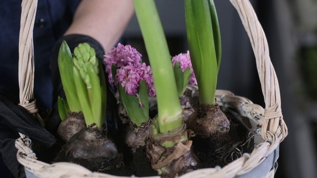 花童戴着手套把风信子的根埋在装饰篮里的泥土里。视频下载