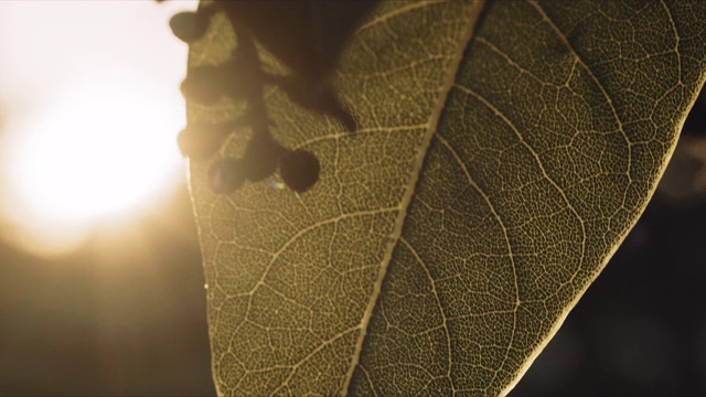 巴塞罗那的日落，一些树叶在阳光下闪耀着金色的光芒视频下载