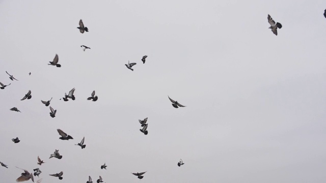 慢镜头鸽子在多云的天空中飞翔视频素材