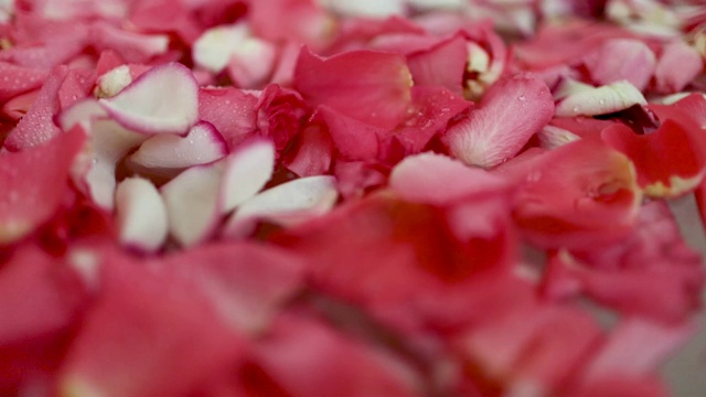用红色和粉色的玫瑰花瓣沐浴。视频下载