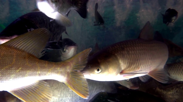 鱼市鱼缸中常见的淡水鱼品种视频下载