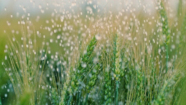雨落在绿色的麦田里视频素材