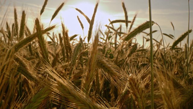 低角近距离拍摄日落时分的小麦穗视频素材