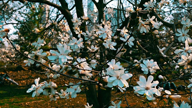 樱花盛开近距离。青春不谢。颜色。花。大自然。中央公园。视频素材