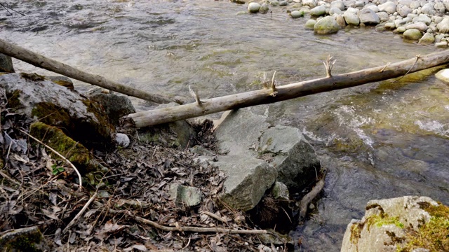 浅河下流淌着小落树视频素材