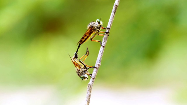 在大自然的热带森林里，蜻蜓在树枝上交配，风轻轻地吹着，大自然中令人惊叹的昆虫动物的想法使用微细摄影技术。视频下载