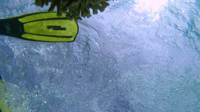 水下:男游客探索海底浮潜经过垂死的珊瑚。视频下载