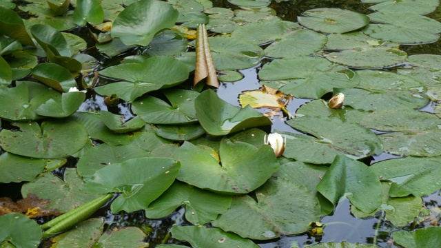 白莲-睡莲。水草，睡莲科的一种。克罗地亚特雷斯特诺植物园喷泉里水壶的绿叶。视频下载