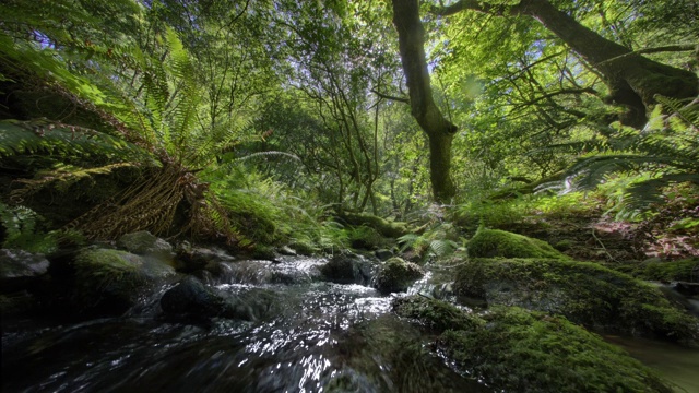 小溪流过老生长森林，俄勒冈州视频素材