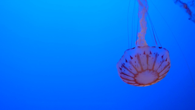 水母在蓝色的海洋里游泳。视频素材