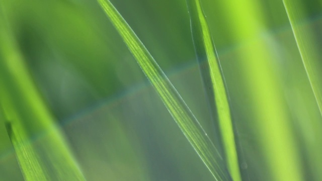 园林草模糊效果生态自然视频视频素材
