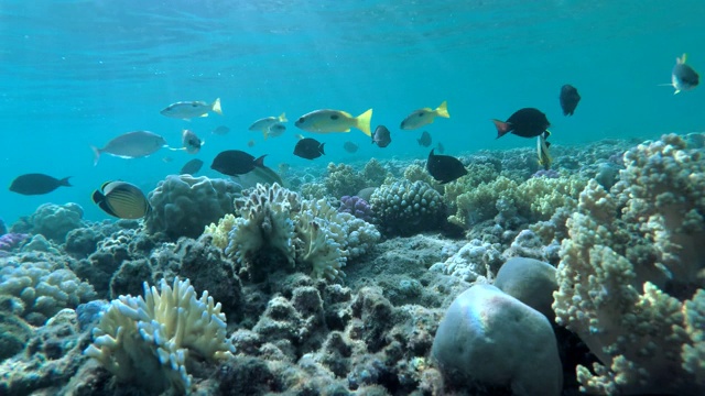 明亮的热带鱼在阳光下游过五彩缤纷的珊瑚花园。一群热带鱼在珊瑚花园的海景上漂浮在蓝色的水背景的阳光。礁珊瑚的场景视频素材