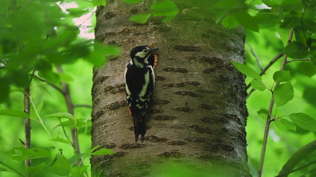一只大斑点啄木鸟正坐在鸟巢前喂孩子视频素材