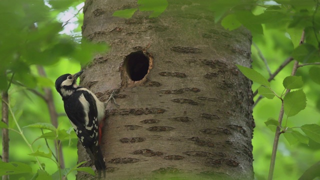 一只大斑点啄木鸟正坐在鸟巢前喂孩子视频素材