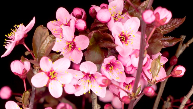 粉红色的花在树枝上盛开，樱桃树视频素材