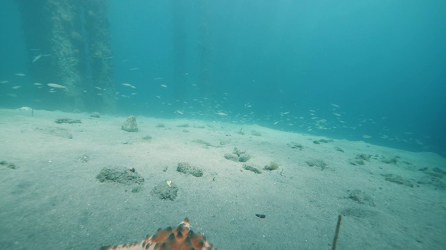 海底景观与海星在地面和鱼游泳。视频素材