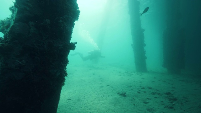 水下的码头桩和桥塔与生长的珊瑚，鱼和潜水员游泳附近。视频素材