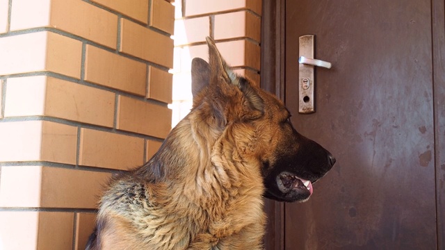一只德国牧羊犬躺在房子的门廊上。一只成年大狗守卫着一幢住宅楼视频下载