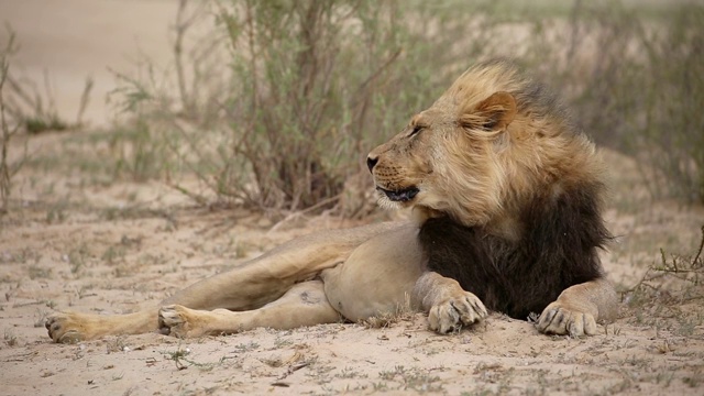 南非喀拉哈里沙漠，鬃毛随风飘扬的大雄狮视频素材