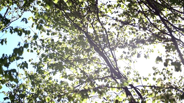 森林里长着叶子的树视频素材