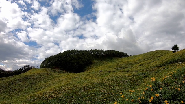 视频从右边移动到左边的黄花田或Tithonia多样化(Hemsl)。A.Gray。在山的背景美丽的云在天空和道路在Doi Mae Ukho, Mae视频下载