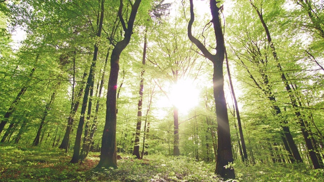 绿色森林对抗阳光直射视频素材