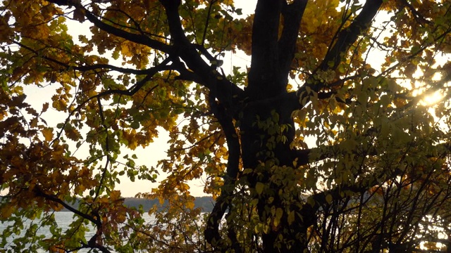 秋天日落时，在湖面上的一片橡树林中，摄影车拍摄视频素材