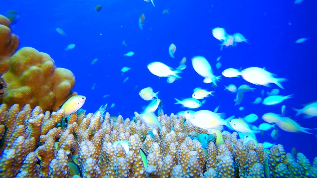 蓝绿色的鱼和海珊瑚视频素材