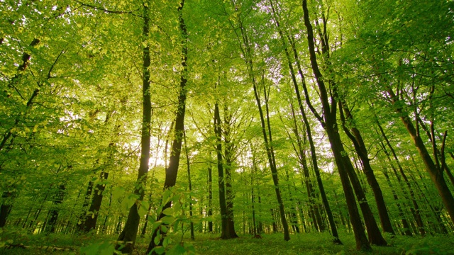 绿树树冠对抗阳光直射视频素材