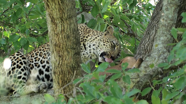 豹在一个黑斑羚沙洲保护区南非视频素材