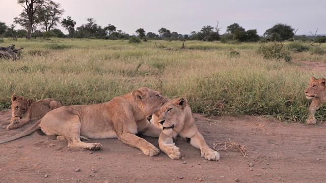 在南非萨比沙狩猎保护区看到的母狮梳理视频素材