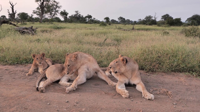 在南非萨比沙狩猎保护区，雌狮正在梳理毛发视频素材
