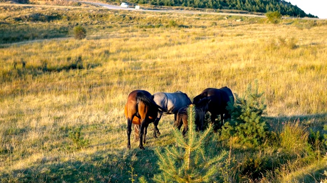 日落前，马在绿油油的草地上吃草视频素材