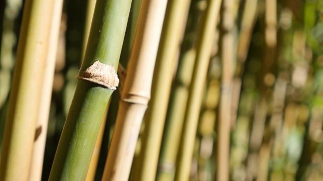 蒲科竹类植物的茎秆随风摇曳4K视频下载