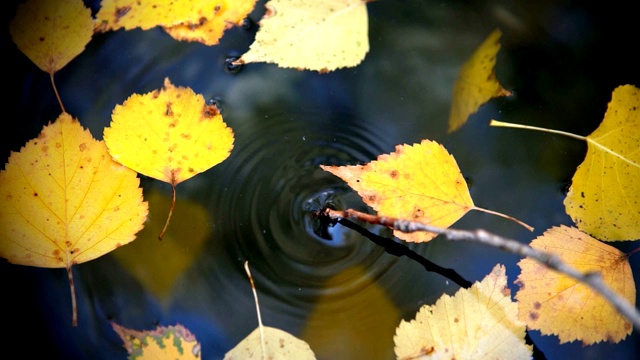 黄色的叶子漂浮在水面上，一根小树枝浸没在水面上形成环状视频素材