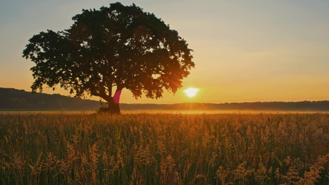 日出时孤独的树视频素材
