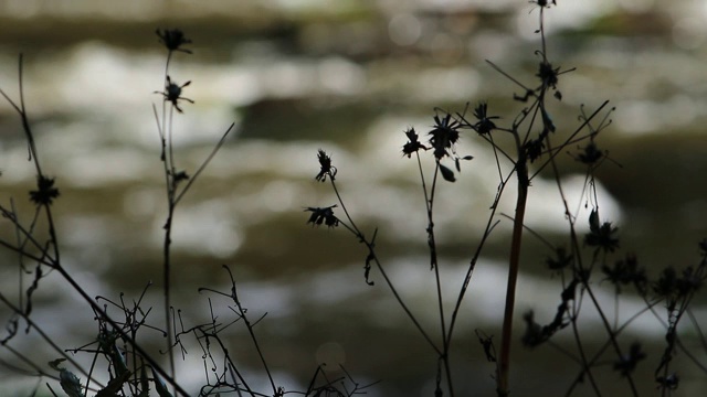 枯花在河边的秋天季节视频素材