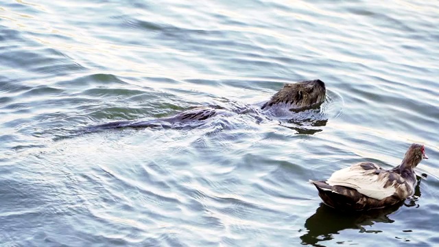 海狸鼠漂浮在湖面上。缓慢的运动。野生动物视频下载