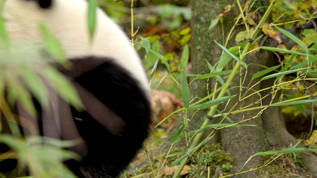 大熊猫，Ailuropoda melanoleuca视频素材