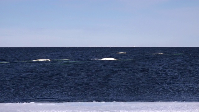 一群白鲸在加拿大巴芬岛海军部湾的冰流边缘附近捕猎北极鲑。视频素材