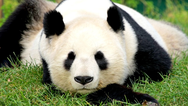 大熊猫，Ailuropoda melanoleuca视频下载