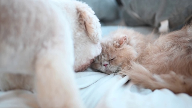 一只玩具狮子狗在床上舔着一只猫交朋友，而猫却不理会那只讨厌的小狗视频素材