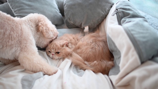 一只玩具狮子狗在床上舔着一只猫交朋友，而猫却不理会那只讨厌的小狗视频素材