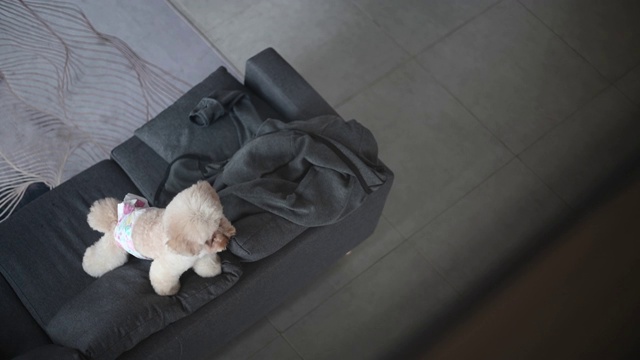 一只玩具狮子狗在客厅的沙发上等着主人视频素材