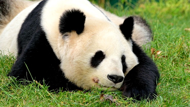 大熊猫，Ailuropoda melanoleuca视频素材