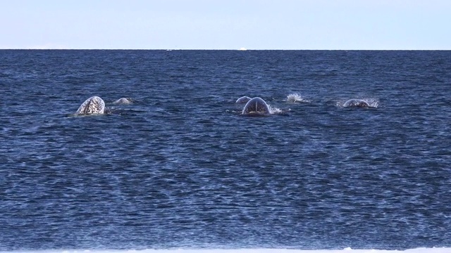 在加拿大巴芬岛的海军部湾，一群独角鲸正在捕猎北极半角鲸，它们潜到靠近浮冰边缘的地方，溅起巨大的水花并展示它们的尾巴。视频素材
